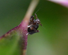 Pissonotus nitens