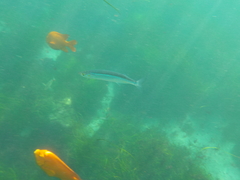 Atherinops affinis