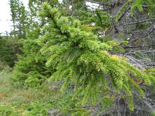 smrek (Picea)