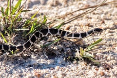 Dipsas ventrimaculata