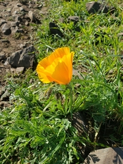 Eschscholzia californica
