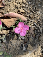 Oenothera deserticola