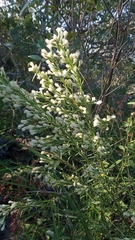 Baccharis linearifolia