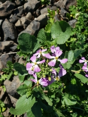 Raphanus sativus