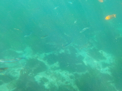 Atherinops affinis
