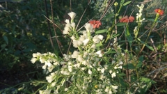 Baccharis linearifolia