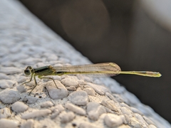 Ischnura senegalensis