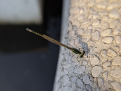 Ischnura senegalensis