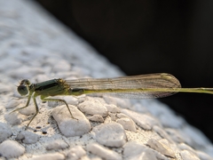 Ischnura senegalensis