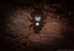 Hydissus feronioides