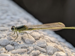 Ischnura senegalensis