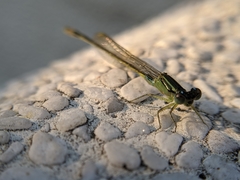 Ischnura senegalensis