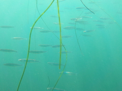 Atherinops affinis
