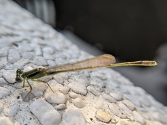 Ischnura senegalensis