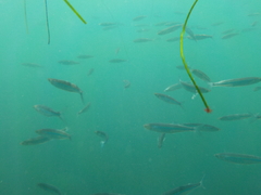Atherinops affinis