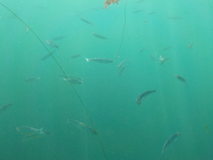 Atherinops affinis