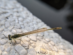 Ischnura senegalensis