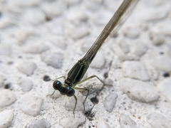 Ischnura senegalensis