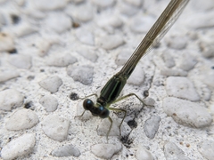 Ischnura senegalensis