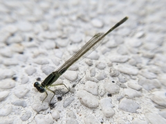 Ischnura senegalensis