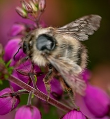 Bombus sitkensis