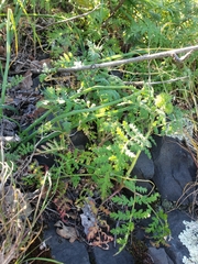 Phacelia