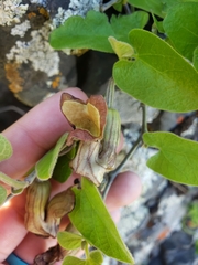 Aristolochia californica