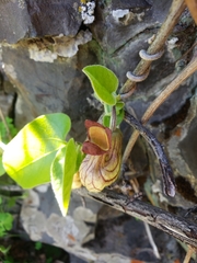 Aristolochia californica
