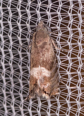 Sereda tautana