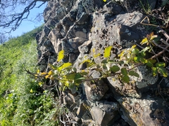 Toxicodendron diversilobum