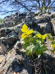 Toxicodendron diversilobum