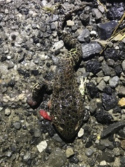 Lithobates areolatus
