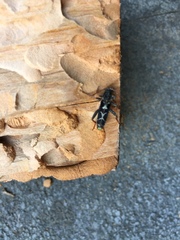 Neoclytus conjunctus