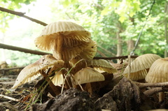 Marasmius maximus