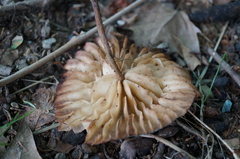 Marasmius maximus