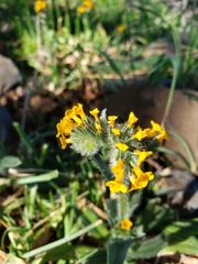 Amsinckia