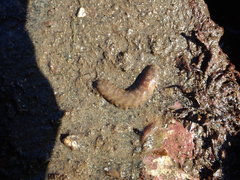 Lepidonotus squamatus