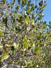 Quercus wislizeni