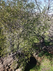 Quercus wislizeni