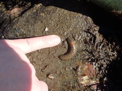 Lepidonotus squamatus