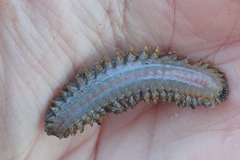 Lepidonotus squamatus