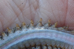 Lepidonotus squamatus