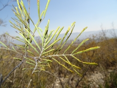 Senegalia berlandieri