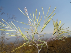 Senegalia berlandieri