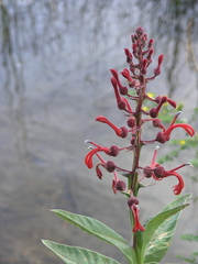 Lobelia tupa
