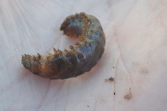 Lepidonotus squamatus