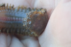 Lepidonotus squamatus