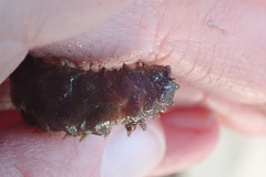 Lepidonotus squamatus