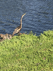 Anhinga anhinga