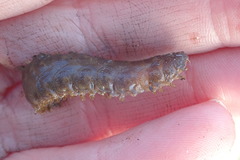 Lepidonotus squamatus